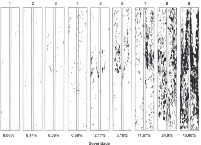 FIGURA 2 -  Escala diagramática para avaliação de severidade da ferrugem alaranjada, causada pelo fungo  Puccinia kuehnii  em folhas de  cana-de-açúcar ( Saccharum  spp.)