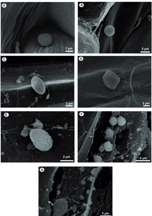FIGURA 1 - A-B.  Micrograias de estruturas de Phytophthora palmivora ao microscópio eletrônico de varredura  (MEV) 6 horas após a inoculação em plântulas de pupunheira: zoósporos encistados no interior de células;  C-D.