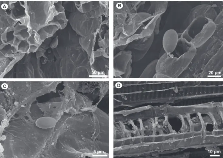FIGURA 2 - A-B.  Micrograias de estruturas de Phytophthora palmivora ao microscópio eletrônico de varredura (MEV) 12 horas após a  inoculação em plântulas de pupunheira: esporângios germinando; C
