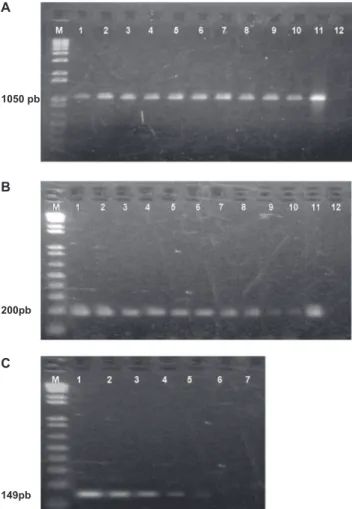 FIGURA  4  -  Peril eletroforético dos produtos de PCR com os  oligonucleotídeos iniciadores SyrB1/SyrB2 (1-5), DspE1/DspE2  (7-11): M,  marcador de peso molecular 1 Kb  Plus  DNA ladder  (Invitrogen); (1,7) Pack 9; (2, 8) Pack 10; (3, 9) Pss281; (4, 10)  