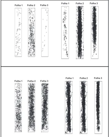 FIGURA 3 - Distribuição da posição das lesões de ferrugem da  folha do trigo nas folhas bandeira (1) bandeira-1 (2) e bandeira-2  (3) na primeira e segunda amostragem, em 2006 (A) e 2007 (B),  representada  em  um  polígono  retangular  de  dimensões  (50x