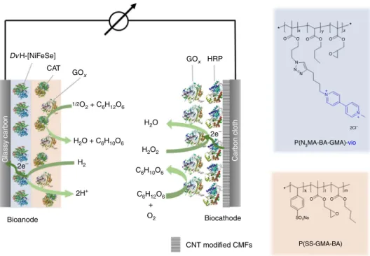 Fig. 1 Schematic of the proposed hydrogenase/horseradish peroxidase biofuel cell. The bioanode consists of a polymer double-layer system comprising an underlying layer composed of the [NiFe] or [NiFeSe] hydrogenase from Desulfovibrio vulgaris Miyazaki F (D