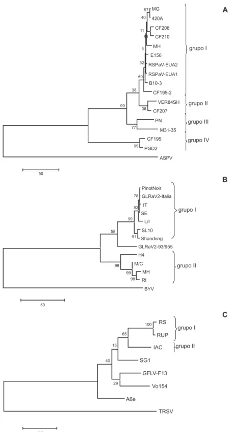 FIGURA  1  –  Árvores  ilogenéticas  não  enraizadas,  obtidas  com  o  programa  MEGA  4.1,  baseadas  nas  sequências  completas  de  nucleotídeos do gene da proteína capsidial dos isolados de (A) Rupestris stem pitting associated virus, RSPaV, (B) Grape