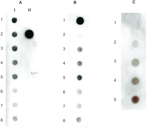 FIGURA  2  -  Hibridizações  “dot-blot”  entre  sondas  não-radioativas  marcadas  com  digoxigenina e RNA total extraído de videiras