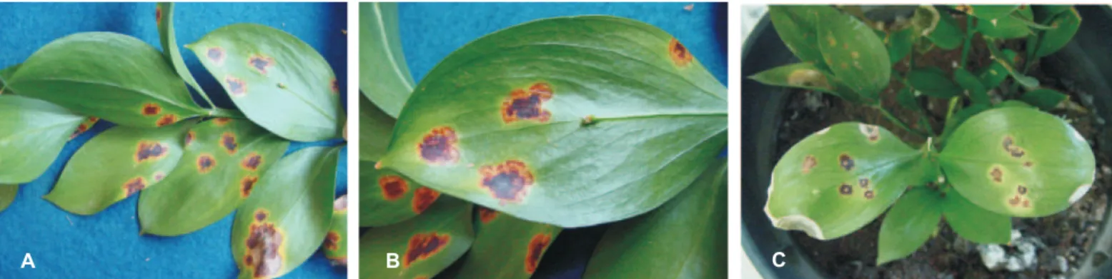 FIGURA 1 -  Sintomas de mancha bacteriana em folhas de Ruscus sp., causadas por  Burkholderia andropogonis