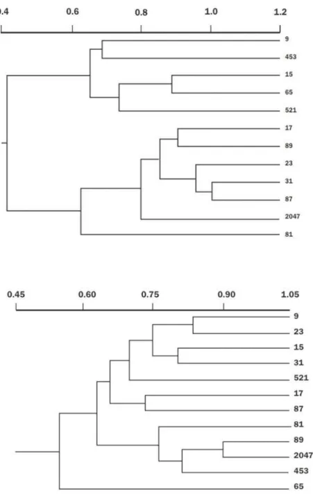 FIG. 4 - )HQRJUDPD GH  UDoDV ¿VLROyJLFDV GH &amp;ROOHWRWULFKXP OLQGHPXWKLDQXP EDVHDGR QRV GDGRV GH YLUXOrQFLD REWLGRV DWUDYpV GD LQRFXODomR GH  JHQyWLSRV FULRXORV PHVR DPHULFDQRV GH IHLMRHLUR FRPXP 3KDVHROXV YXOJDULV