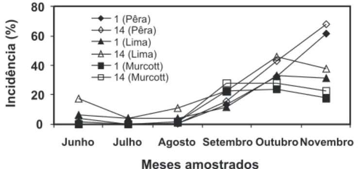 FIG 3 - ,QFLGrQFLD  GH ODUDQMDV µ3rUD¶ H µ/LPD¶ H GH WDQJRU µ0XUFRWW¶ FRP PDQFKD SUHWD GRV FLWURV HP GLIHUHQWHV PHVHV GH QD&amp;HDJHVS63DSyVHGLDVGHSRLVGDFROHWDGRVIUXWRV