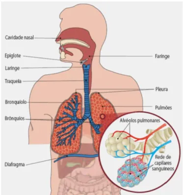 Figura 1 -Imagem ilustrativa do aparelho respiratório [9].