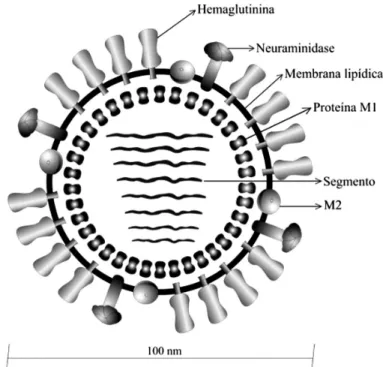 Figura 1  ‑ Representação esquemática do vírus influenza A.