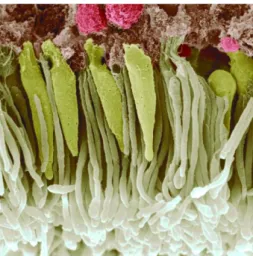 Figura 3 - Eletromicrografia colorida de bastonetes (branco) e células em cone (amarelo)  (Corke, 2011)
