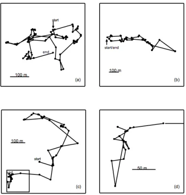 Figura 1.2: Típicas trajetórias de macacos-aranha na floresta da península de Yucatan no México, que correspondem a um processo difusivo não usual [34].