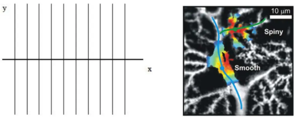 Figura 3.1: A figura a esquerda ilustra o modelo do pente; a figura à direita mostra a estrutura de um neurônio onde a dinâmica de íons neste pode ser similiar ao sistema do modelo do pente.