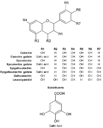 Figure I.3.3. Chemical structures of the compounds belonging to the flavanols or catechins subgroup of  flavonoids  (P UB C HEM  C OUMPOUND  D ATABASE ; C OOK AND  S AMMAN  1996;  V AUZOUR ET AL 