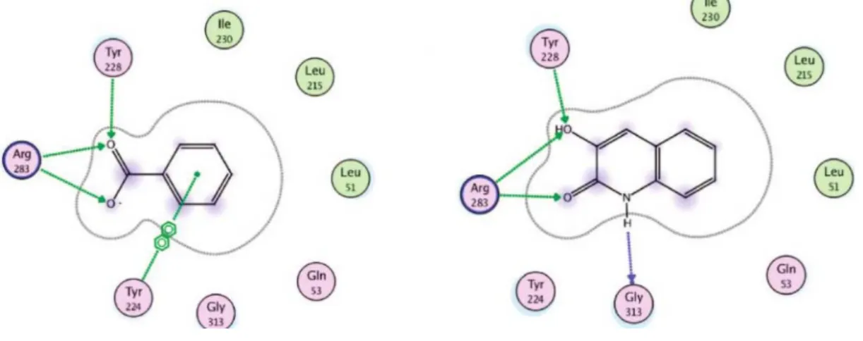 Figure 1.6 – Schematic representation of bonding interactions of compound 9 with those of  carboxylic acids inhibitors (benzoic acid)