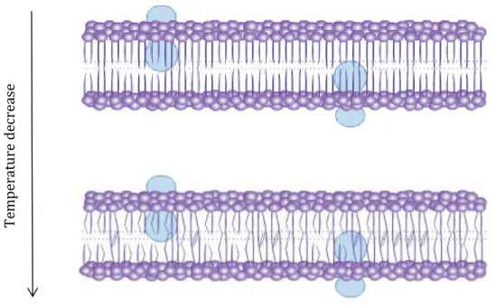 Figure 5. Effect of decreased temperature in the structure of cellular membranes 