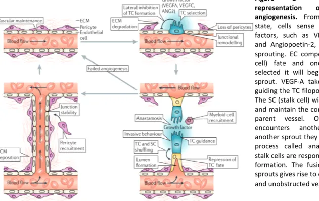 Figure  1  -  Schematic  representation  of  sprouting  angiogenesis.  From  a  quiescent  state,  cells  sense  pro-angiogenic factors,  such  as  VEGF-A,  VEGF-C  and  Angiopoetin-2,  which  induces  sprouting