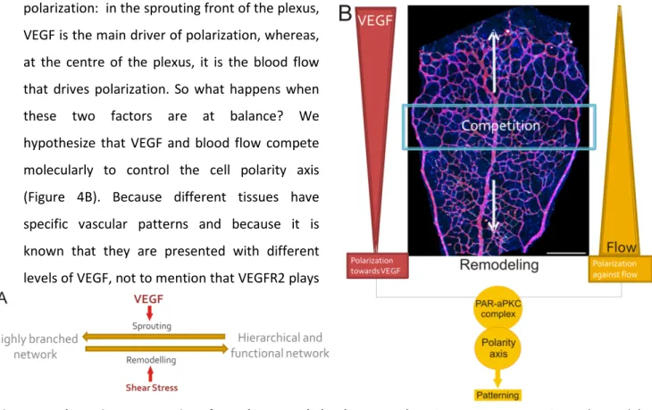 Figure 4 - Schematic representation of vascular network development. A) Angiogenesis as a sprouting and remodeling  event  controlled  by  VEGF  and  shear  stress  respectively