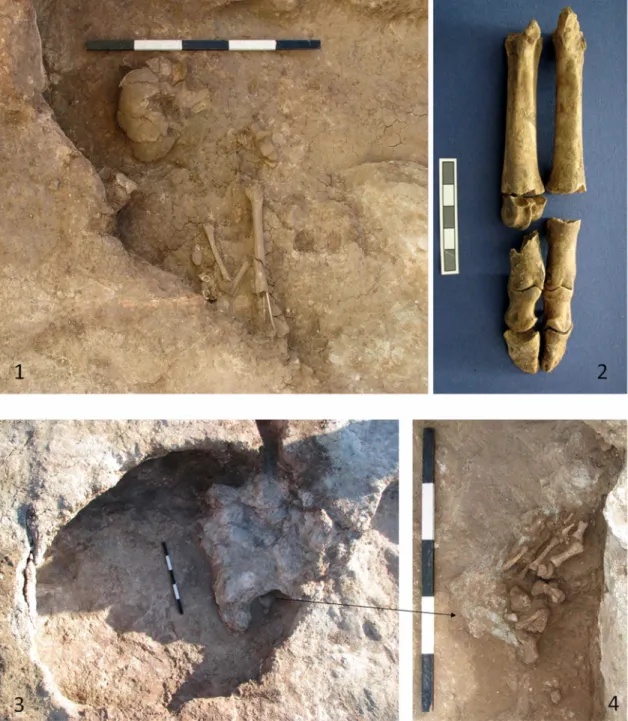 Figura 6.3 – Fossa 7. 1 – Aspecto dos restos ósseos humanos; 2 – Parte de pata de suíno associada; 3 – Vista da parte  da parede da fossa que abateu; 4 – Pé em conexão parcial sob o abatimento