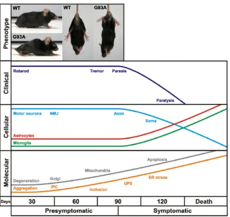 Figure  4  |  Time  course  of  clinical  and  neuropathological  events  in  the  high  copy  number  transgenic  SOD1 G93A   mice