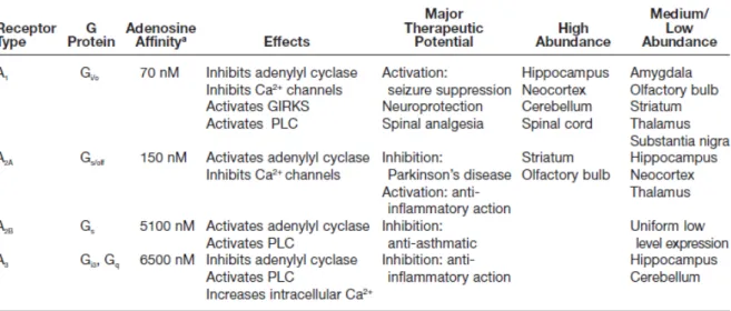 Table  2  |  Adenosine  receptors  in  the  central  nervous  system  and  their  properties (Dunwiddie &amp; Masino,  2001)