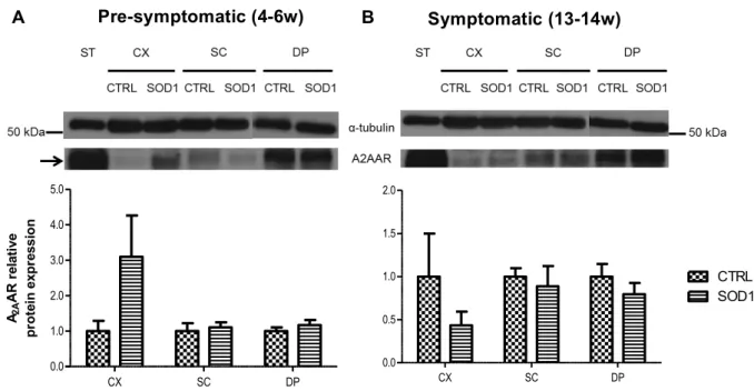 Figure  9  |  Immunoblot  analysis  of  the  expression  levels  of  A 2A   adenosine  receptor  in  control  and  hSOD1  mutants