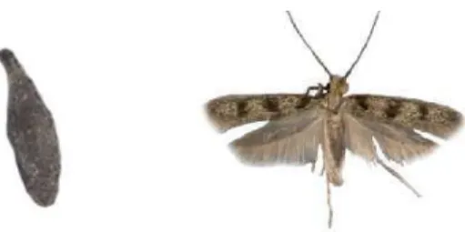 Figura 3- Casulo e mariposa da traça de roupa da espécie Tineola uterella  Fonte: http://www.vivaterra.org.br/insetos.htm#top3 