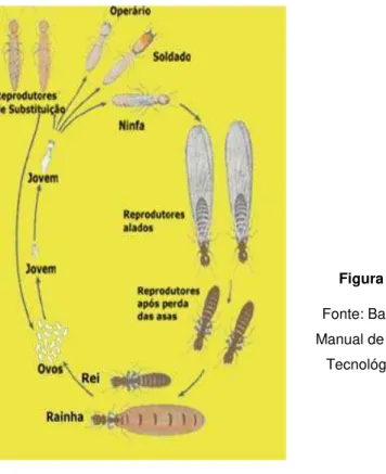 Figura 7 - Anatomia e ciclo de desenvolvimento dos cupins. 