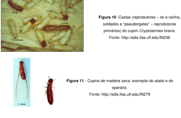 Figura 10 -Castas (reprodutores – rei e rainha,  soldados e “pseudergates” – reprodutores 