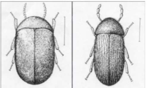 Figura 16 - Comparação dos élitros e antenas do besouro  do tabaco, Lasioderma serricorne (esquerda); e besouro da 