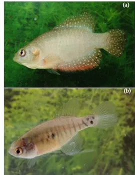 Figura 2: Espécie em estudo: macho (a) e fêmea (b)  de  Hypsolebias antenori  (Foto: W.S