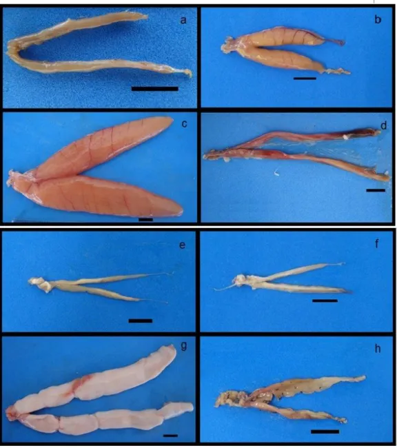 Figura  4.  Estádios  de  desenvolvimento  gonadal  de  fêmeas  e  machos  de  L.  synagris ,  observação  macroscópica: (a) ovário imaturo, (b) ovário em maturação, (c) ovário maduro, (d) ovário esvaziado, (e)  testículo imaturo, (f) testículo em maturaçã