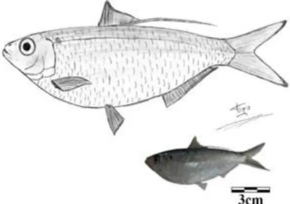 Figura 4. Os peixes marinhos capturados das águas costeiras de Ponta Negra, Rio Grande do Norte, Brasil  (Desenho e Foto: Gurgel, T