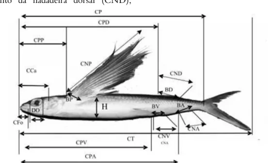 Figura 2. Medidas morfométricas do peixe voador,  Hirundichythys affinis .  Foram  realizadas  as  seguintes  contagens 