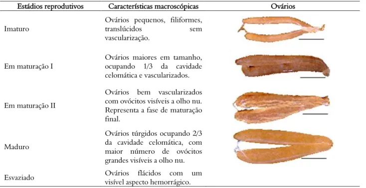 Tabela 4. Estádios de maturação dos testículos dos machos de peixe voador,  Hirundichthys affinis 