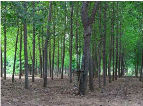 Fig. 21. Liu Bolin. Hiding in the city no 94: in the woods, 2010. 