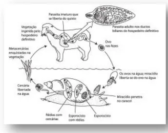 Figura 1: Ciclo de biológico da Fasciola hepática  Figure 1: Biological cycle of Fasciola hepatica 