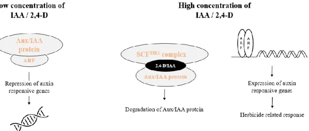 Figure 3. A simplified model of the molecular mechanism of IAA/2,4-D (modified from (Song, 2014)).