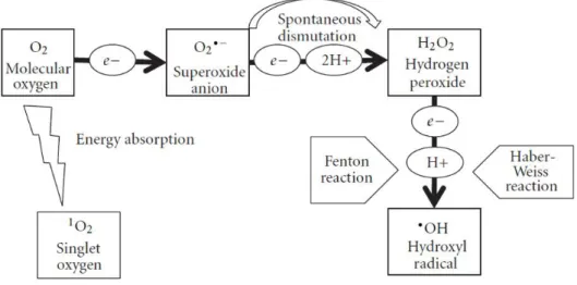 Figure  4.  Schematic  representation  of  generation  of  ROS  in  plants.  Reduction  of  O 2   can  occur  by  two  different mechanisms