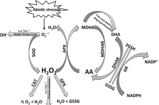 Figure  5.  Enzymatic  and  non-enzymatic  antioxidant  defense  pathways  and  ROS  homeostasis  in  plant cells (Gill and Tuteja, 2010)