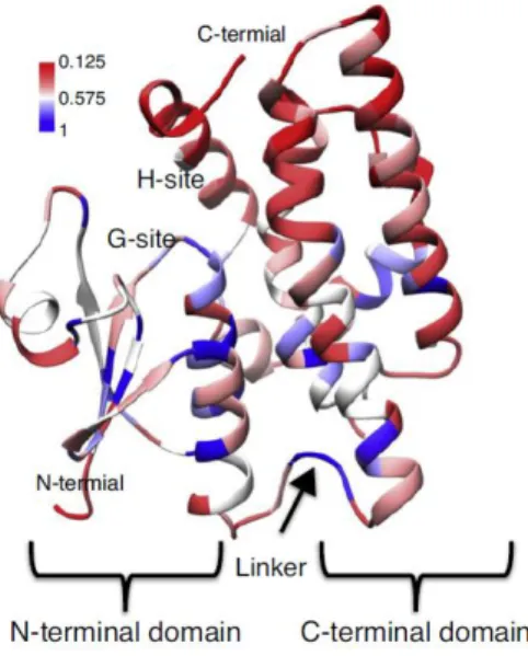 Figure 6. Sequence conservation of plant GSTs depicted in the crystal structure of Glycine  max GST (PDB id 2vo4)