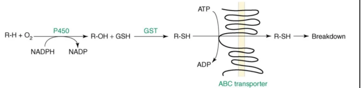 Figure 7. Schema of P450, GSTs and ABC transporter into a four-step detoxification process