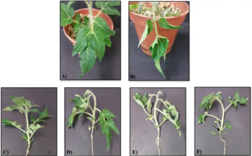 Figure 8. Effect of different concentrations of 2,4-D on 28-d tomato plants. Plants were treated once with 0  (control), 2.26, 4.52 and 9.04 mM 2,4-D and then were grown for 48 h in a greenhouse