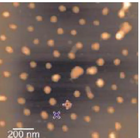 Figura 4: Padrão projetado de partículas de ouro  sobre  policarbonato.  As  marcas  indicam  os  locais  onde  os  pesquisadores  efetuaram  as   me-didas