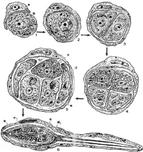 FIG. 02 – Desenho  esquemático de um  esporo  maduro  de  Myxozoa,  mostrando  as  cápsulas  polares  (A),  o  corpo  do  esporo  (B),  os   prolon-gamentos caudais (C) e os núcleos celulares da  célula  esporoplasmática