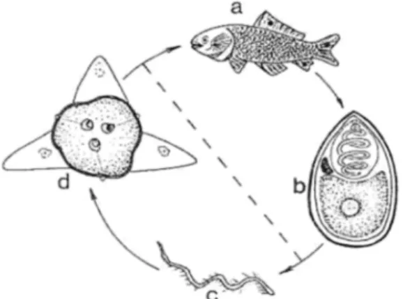 FIG.  04  -  Ciclo  evolutivo  de  Myxosporea,  a= 