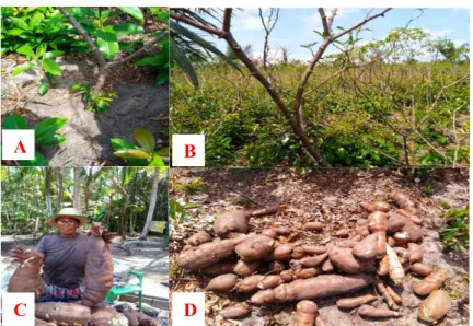 Figura 3: A produção da Mandiocaba, com destaque para a árvore da  Mandiocaba com a raiz aparecendo no solo (A), o plantio da Mandiocaba na  área da roça (B), raízes grandes coletadas por Dona Leonor (C) e mandiocaba 