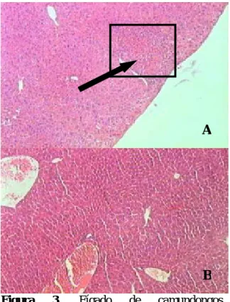 Figura 4. Fígado de camundongo gnotobiótico  inoculado  com  Clostridium  perfringens