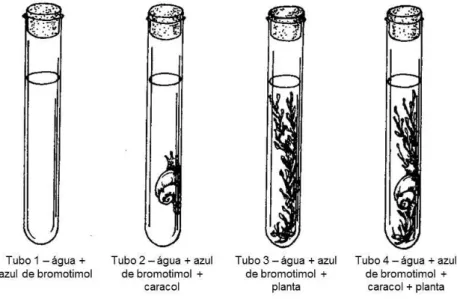 Figura 4 – Montagem experimental da primeira atividade laboratorial – Atividade A (Domingos, Neves &amp; 