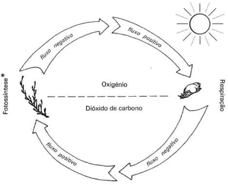 Figura 5 – Fluxos de oxigénio e de dióxido de carbono entre animais e plantas, na presença de luz  (adaptado de Domingos, Neves &amp; Galhardo, 1983)