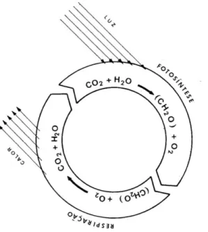 Figura 8 – Relação entre os processos de fotossíntese e de respiração (Domingos, Neves &amp; Galhardo,  1983)